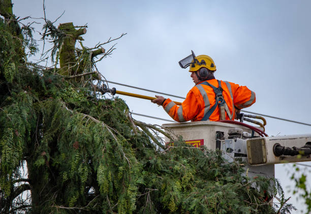 Trusted Santa Venetia, CA Tree Removal Services Experts