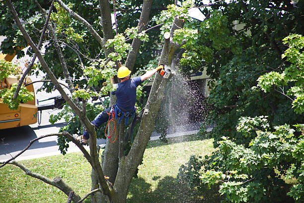 How Our Tree Care Process Works  in  Santa Venetia, CA